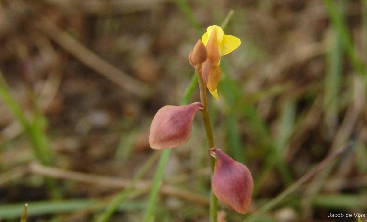 Utricularia bifida L.